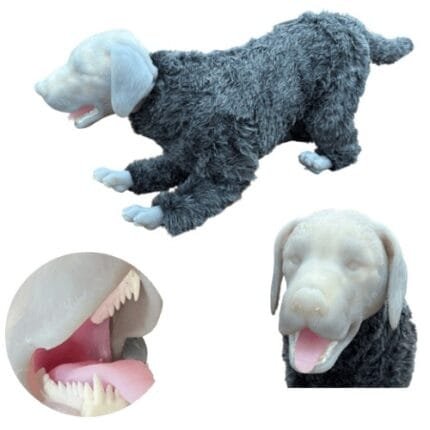 Simulador canino RCP + Intubación endotraqueal Articulado